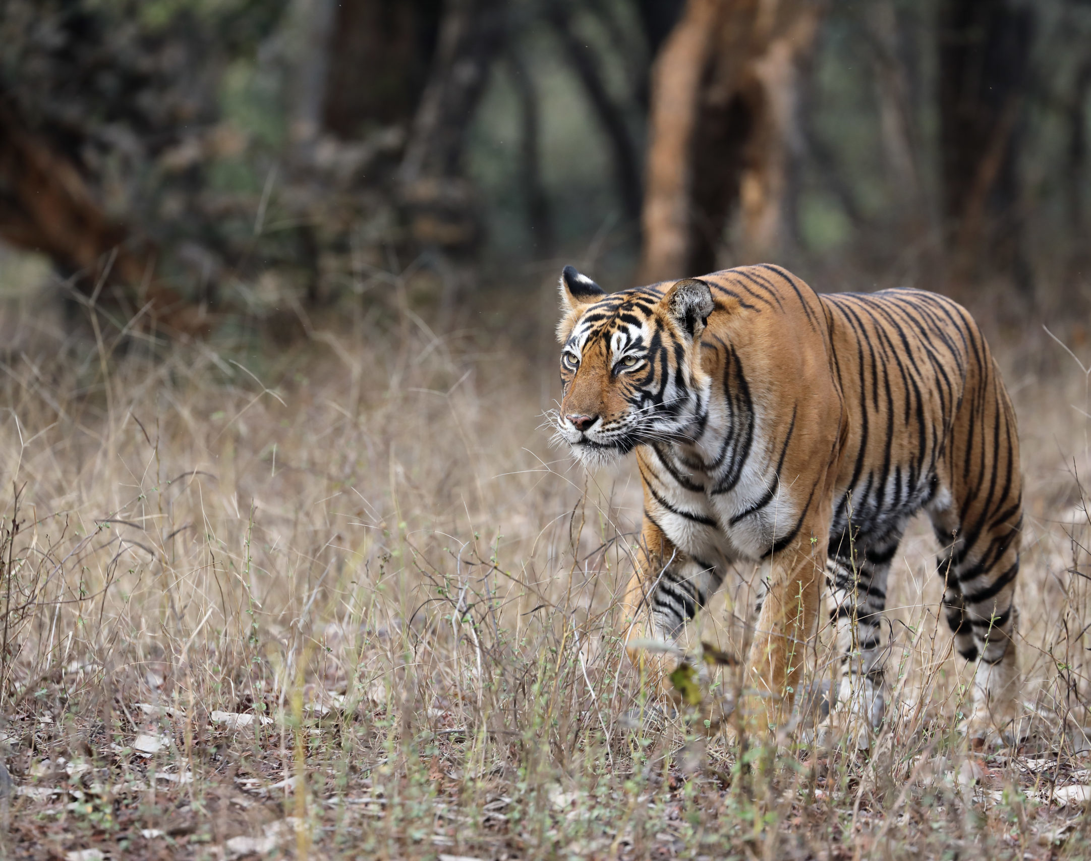 Bengal tiger in Ranthambore, India.