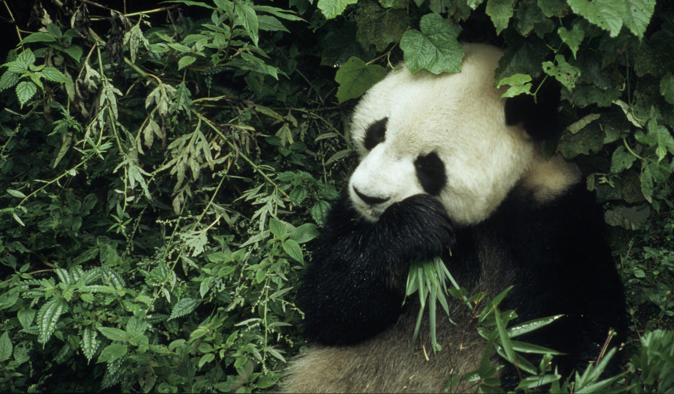 6 year old male giant panda eating bamboo