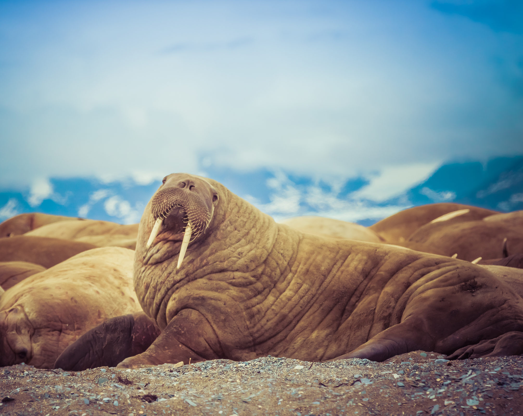 Walrus in Poolepynton point in Svalbard, Norway