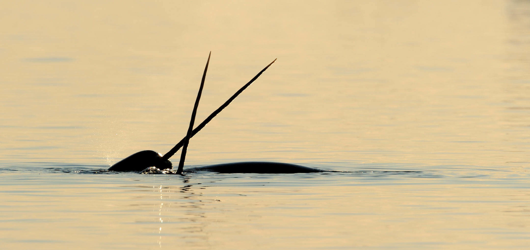 Narwhal crossing tusks above water surface. Baffin Island, Nunavut, Canada