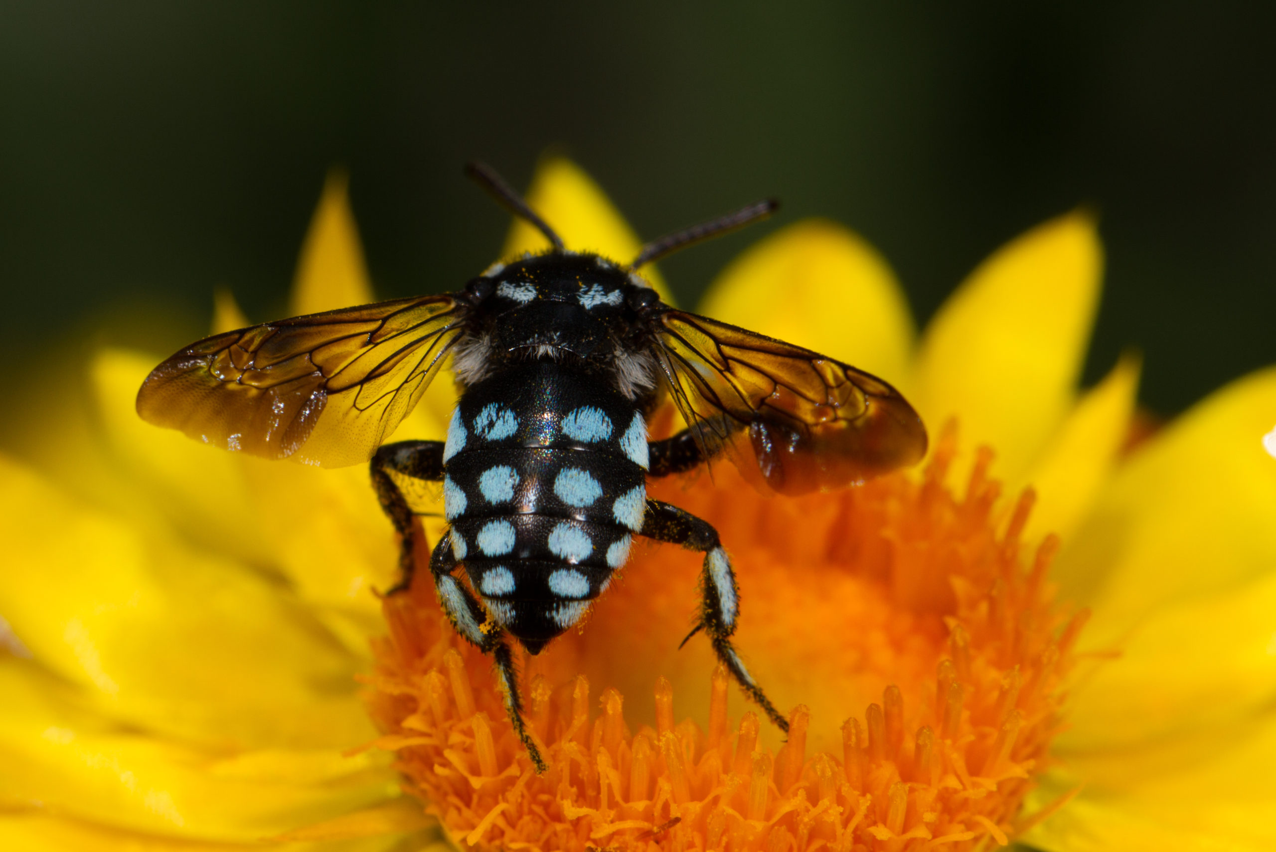 Blue spotted cuckoo bee